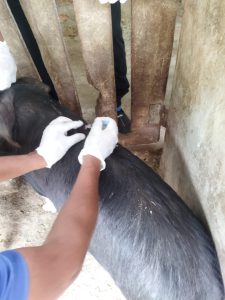 Classical swine fever Vaccination & Ear Tagging in Longleng 2023