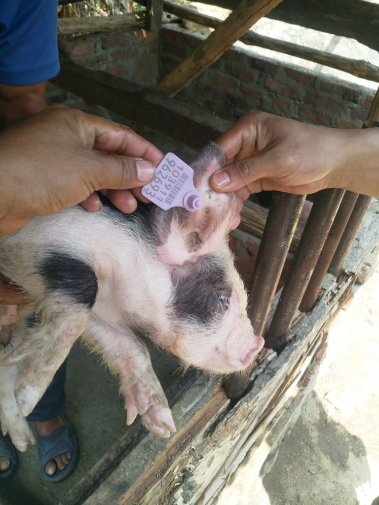 classical swine fever Vaccination & Ear tagging in Wokha district 2023